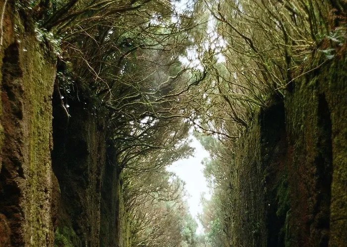 Lejlighed Palm Oasis Tenerife